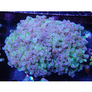 Euphyllia paraancora "Hologram" Farmzucht 8P