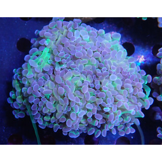Euphyllia paraancora "Hologram" Farmzucht 8P