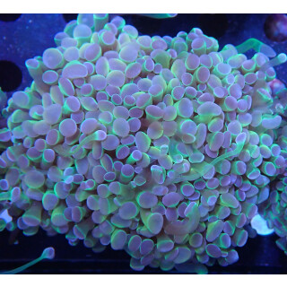 Euphyllia paraancora "Hologram" Farmzucht 8P