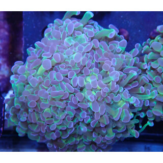 Euphyllia paraancora "Hologram" Farmzucht 8P