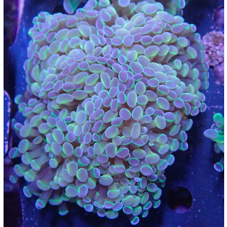 Euphyllia paraancora "Hologram" Farmzucht 8P