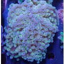 Euphyllia paraancora "Hologram" Farmzucht 8P