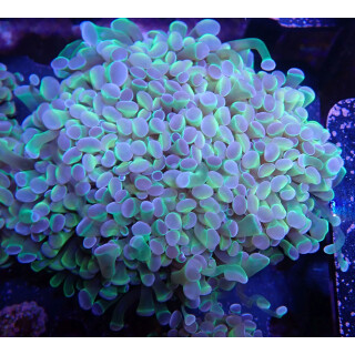 Euphyllia paraancora "Hologram" Farmzucht 8P
