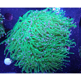 Euphyllia glabrescens Farmzucht 8P