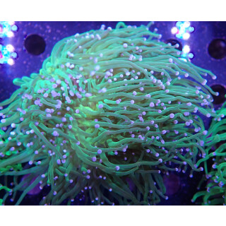 Euphyllia glabrescens Farmzucht 6P