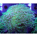 Euphyllia glabrescens Farmzucht 6P