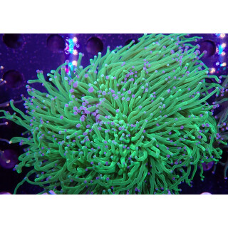 Euphyllia glabrescens Farmzucht 8-10P