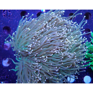 Euphyllia glabrescens Farmzucht 8-10P