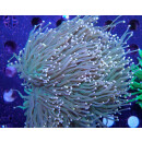 Euphyllia glabrescens Farmzucht 8-10P