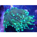 Euphyllia glabrescens DNZ 2-3P