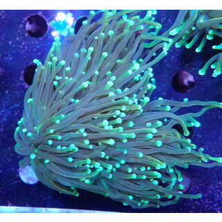 Euphyllia glabrescens DNZ 3-5P