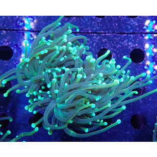 Euphyllia glabrescens DNZ 3-5P