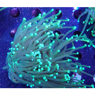 Euphyllia glabrescens DNZ 3-5P