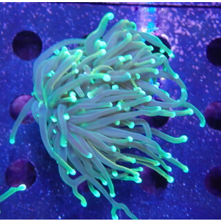 Euphyllia glabrescens DNZ 3P