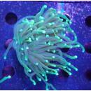 Euphyllia glabrescens DNZ 3P