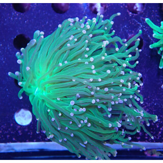 Euphyllia glabrescens DNZ 3-5P