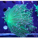 Euphyllia glabrescens DNZ 3-5P