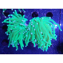 Euphyllia glabrescens DNZ 2-4P