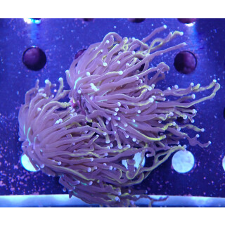 Euphyllia glabrescens "Golden Torch" DNZ 2-4P