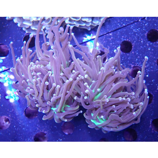 Euphyllia glabrescens "Golden Torch" DNZ 4-6P