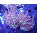 Euphyllia glabrescens "Golden Torch" DNZ 4-6P