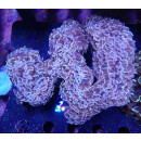 Euphyllia ancora orange XL