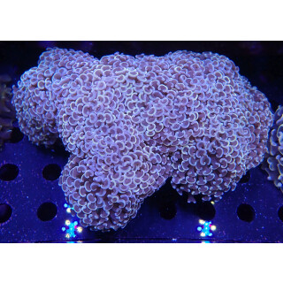 Euphyllia ancora orange XXL