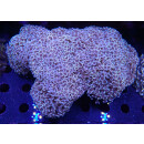 Euphyllia ancora orange XXL