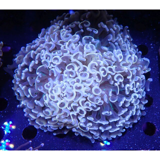 Euphyllia ancora orange L