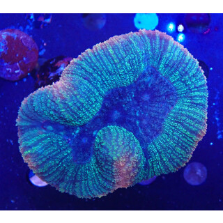 Lobophyllia corymbosa Farmzucht