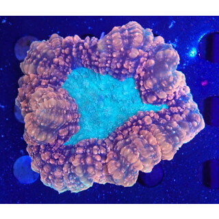 Lobophyllia hemprichii