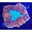 Lobophyllia hemprichii