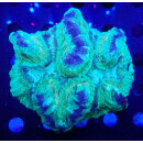 Trachyphyllia geoffroyi green