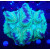 Trachyphyllia geoffroyi green