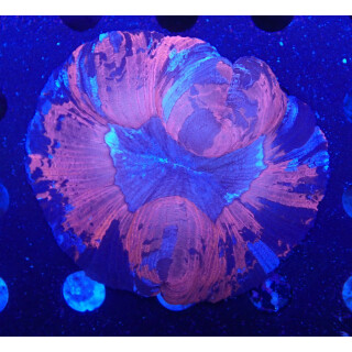 Trachyphyllia geoffroyi special