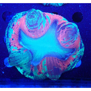 Trachyphyllia geoffroyi special