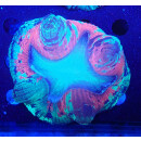 Trachyphyllia geoffroyi special