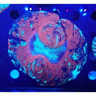 Trachyphyllia geoffroyi special