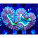 Trachyphyllia geoffroyi special