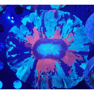 Trachyphyllia geoffroyi special