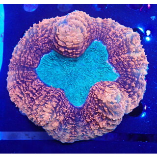 Lobophyllia hemprichii