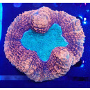 Lobophyllia hemprichii