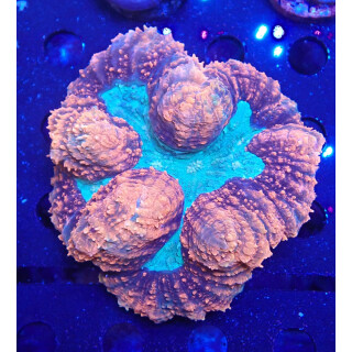 Lobophyllia hemprichii