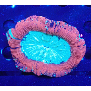 Trachyphyllia geoffroyi special