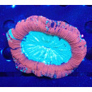 Trachyphyllia geoffroyi special