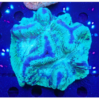 Trachyphyllia geoffroyi green