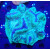 Trachyphyllia geoffroyi green