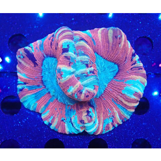 Trachyphyllia geoffroyi special