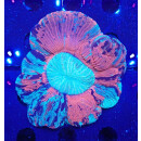 Trachyphyllia geoffroyi special