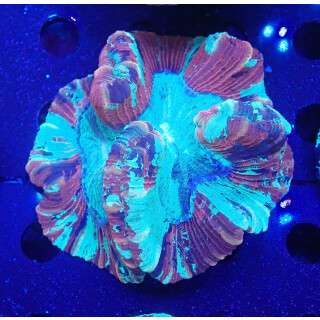 Trachyphyllia geoffroyi special